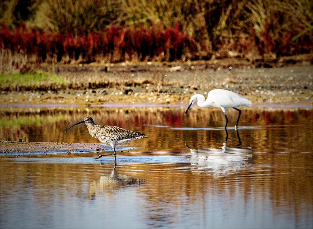 Il chiurlo la garzetta&nbsp;e…