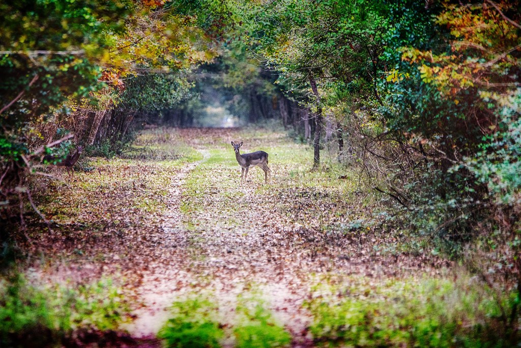 Parco Nazionale del&nbsp;Circeo