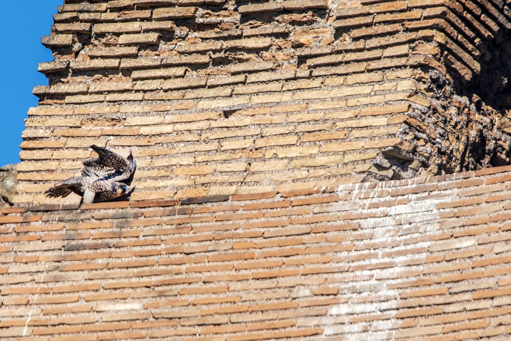 In cerca del “Pellegrino”