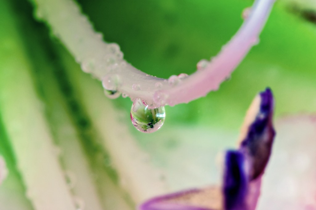 Semplicemente amarillis