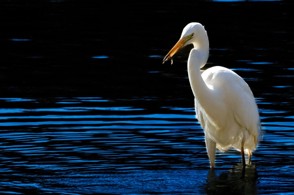 L’Oasi di Alviano (seconda&nbsp;parte)