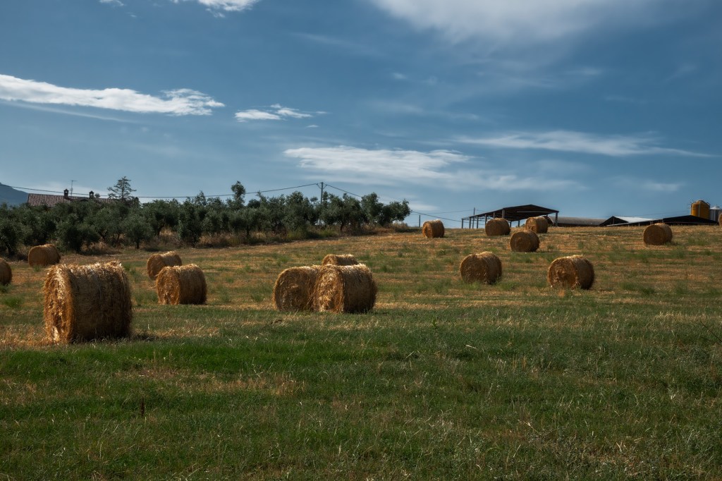 Un campo di fieno con rotoli di paglia sparsi, sotto un cielo blu con nuvole bianche.