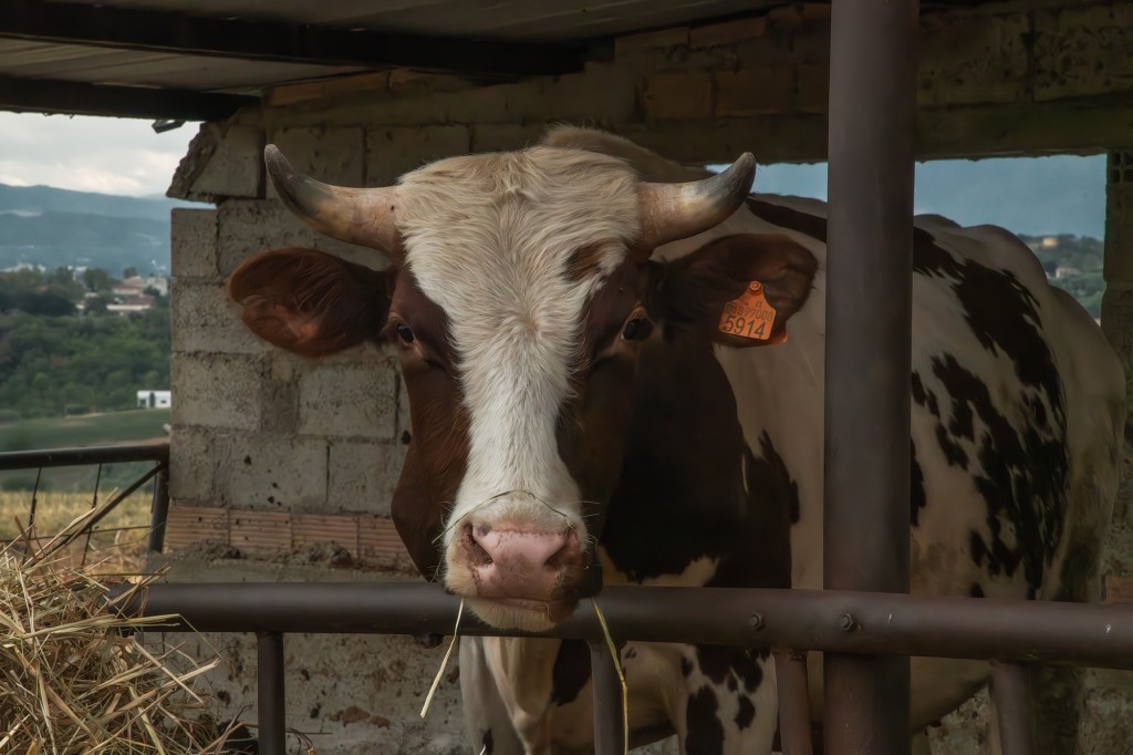 Una mucca bianca e nera con un orecchio segnato da un'etichetta, all'interno di un fienile, con paglia intorno.