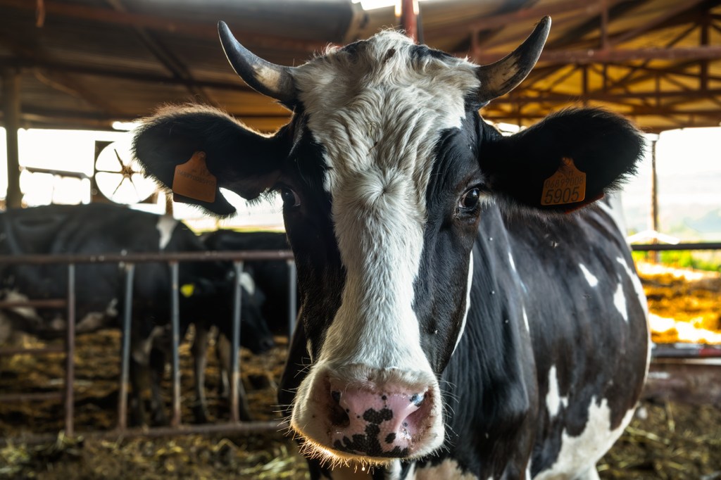 Una mucca nera e bianca con orecchini identificativi in un allevamento.