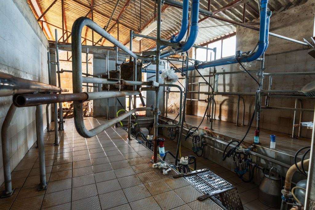 Interno di una sala mungitura con tubazioni metalliche e attrezzature per la lavorazione del latte.