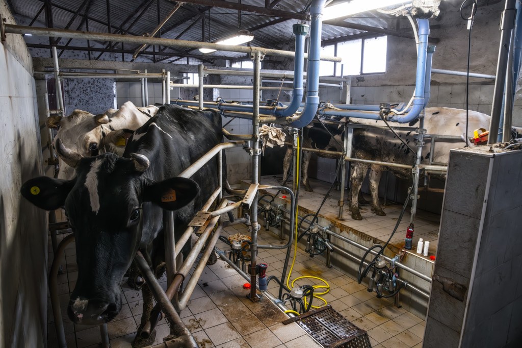 Interno di una stalla con alcune mucche in una zona di mungitura, attrezzature di mungitura visibili e un ambiente di lavoro agricolo.