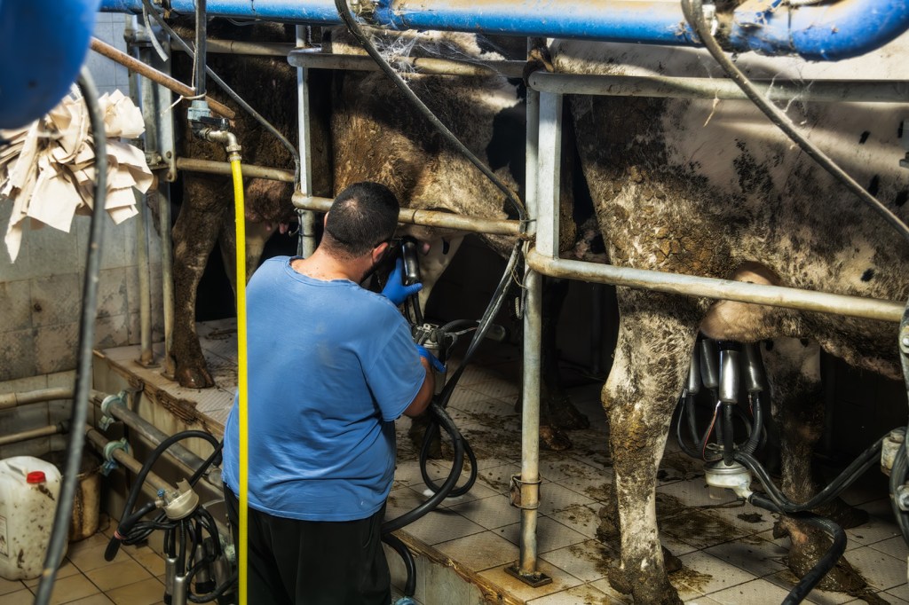 Un uomo in t-shirt blu sta mungendo una mucca in un'azienda agricola. La mucca è attaccata a un dispositivo di mungitura, mentre l'ambiente è visibilmente rurale e funzionale.