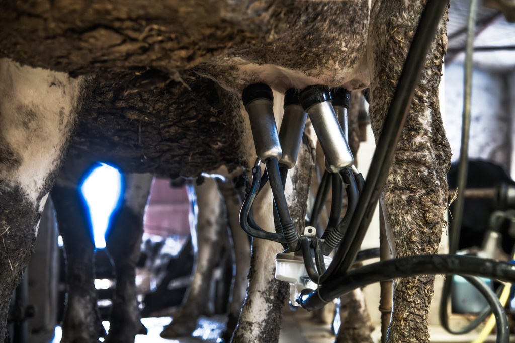 Immagine di una mucca nel processo di mungitura con attrezzature di mungitura collegate.