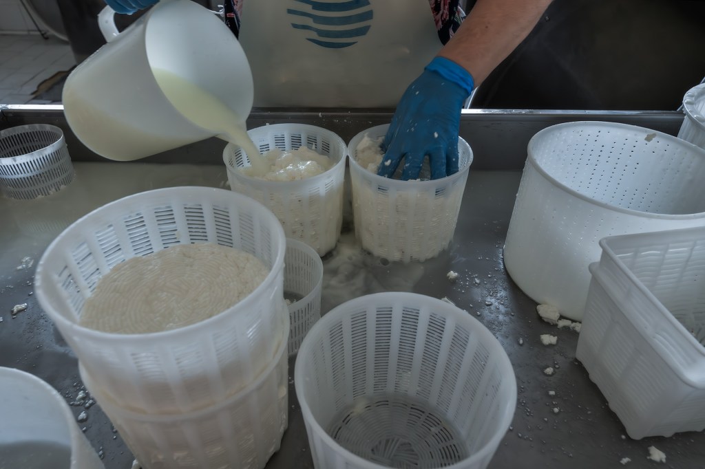 Un operatore versa latte in contenitori per la produzione di formaggio. I contenitori sono di plastica bianca, con diversi livelli di formaggio all'interno. La scena è in un ambiente di lavorazione lattiero-casearia.